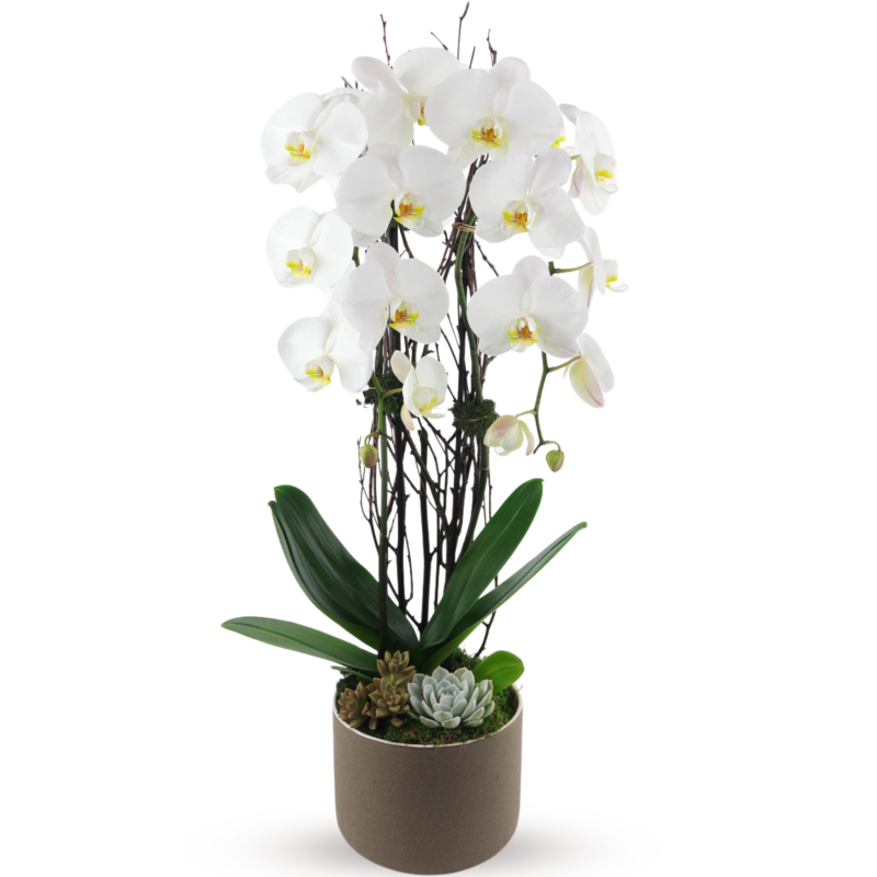 WHITE PHALAENOPSIS ORCHID - Same Day Delivery