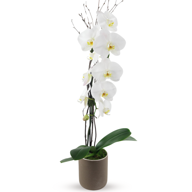 WHITE PHALAENOPSIS ORCHID - Same Day Delivery