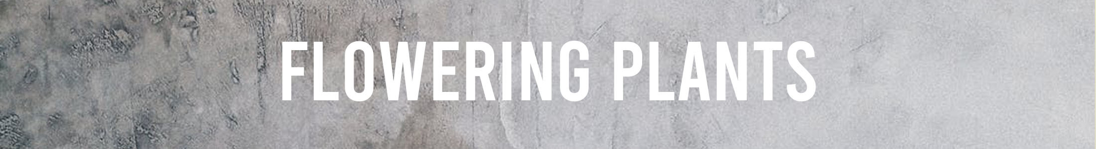 Indoor Flowering Plants