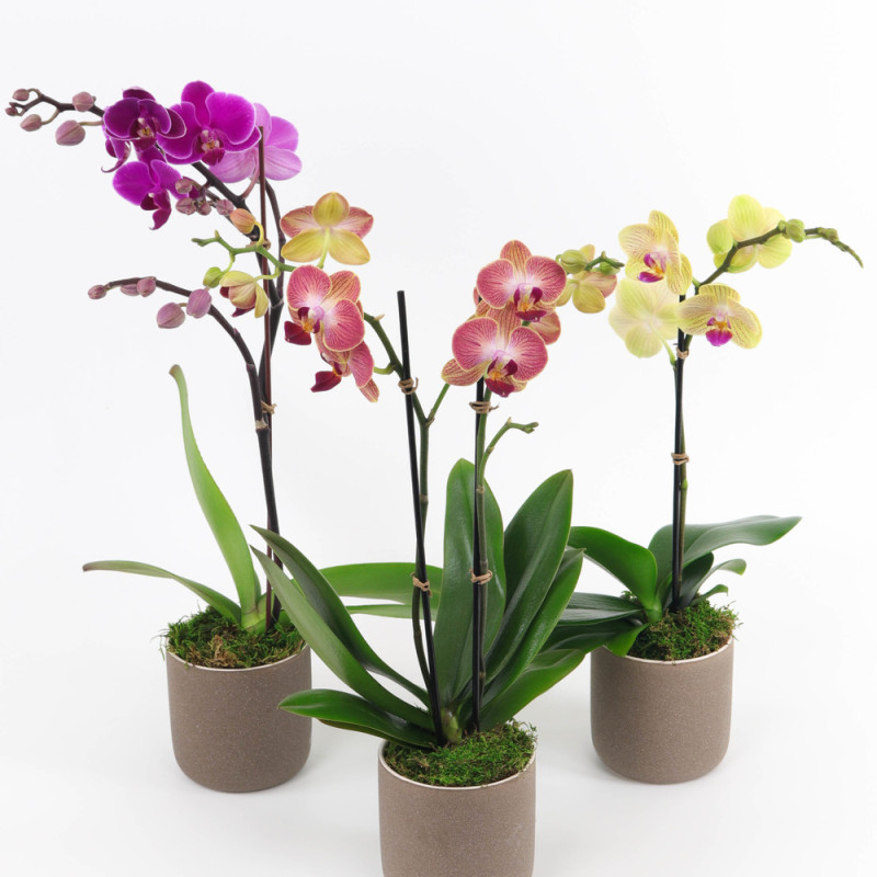 MINI ORCHID GROUPING - Same Day Delivery