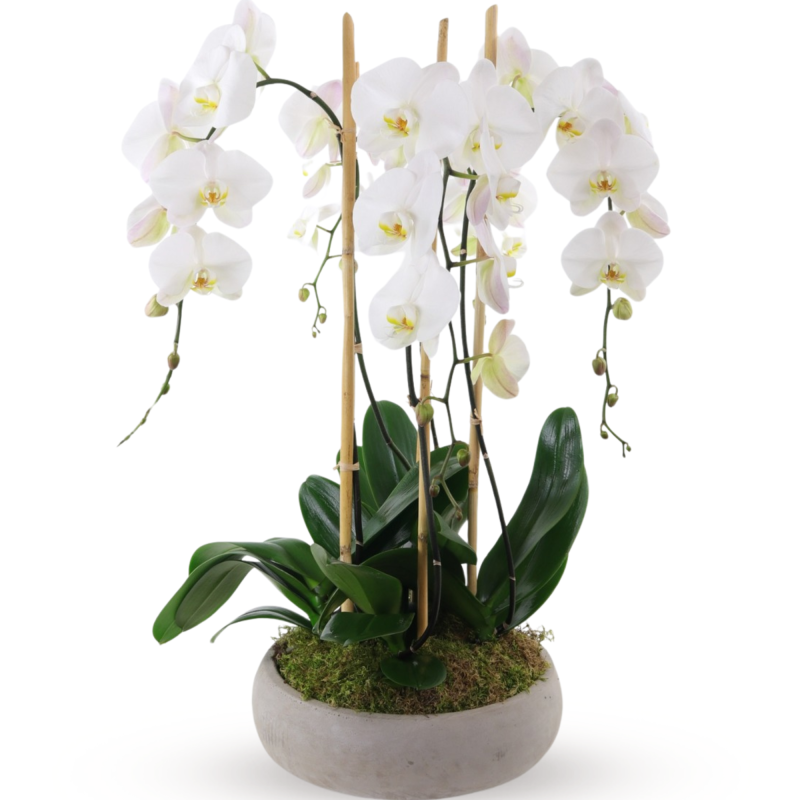 ORCHID ELEGANCE - Same Day Delivery